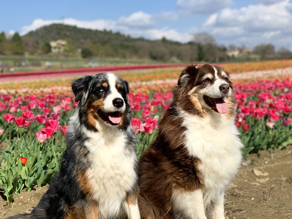 l'arrivée du printemps