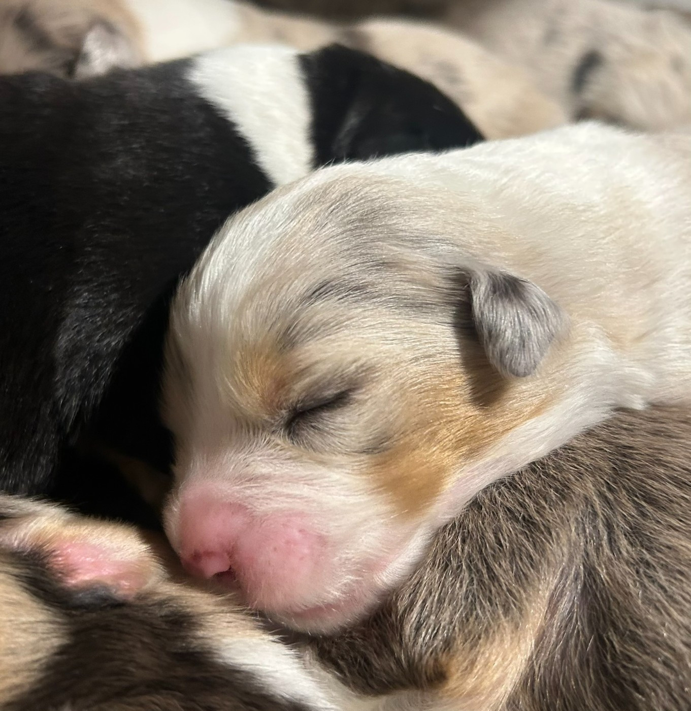 De La Vallée Champsaurine - Chiots disponibles - Berger Australien