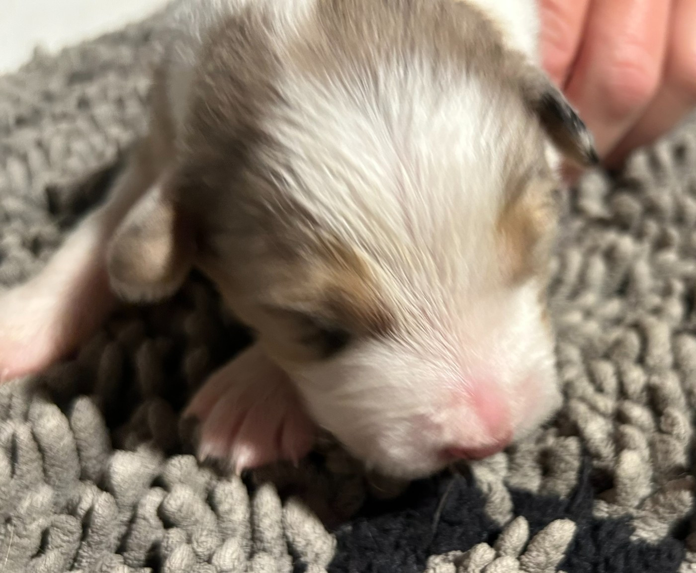 De La Vallée Champsaurine - Chiots disponibles - Berger Australien