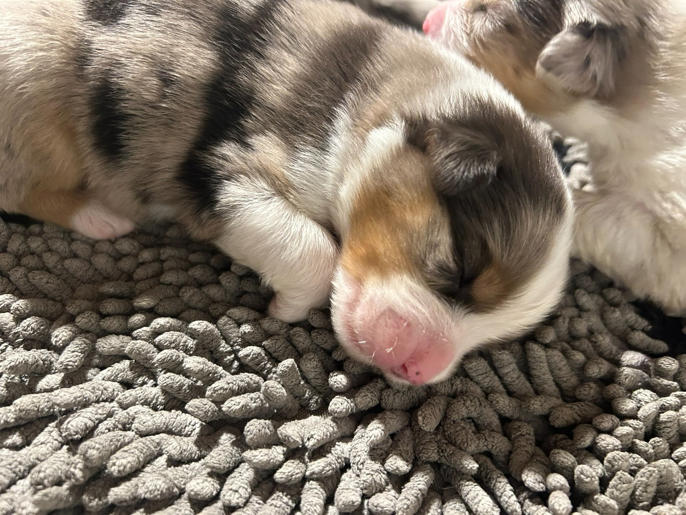 De La Vallée Champsaurine - Chiots disponibles - Berger Australien