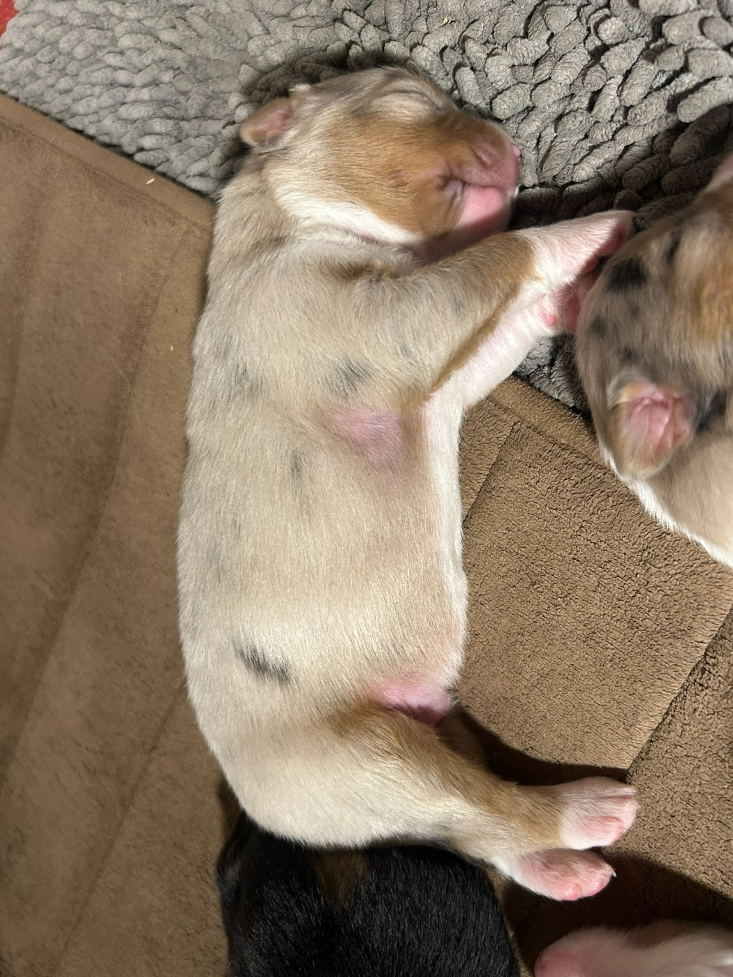 De La Vallée Champsaurine - Chiots disponibles - Berger Australien