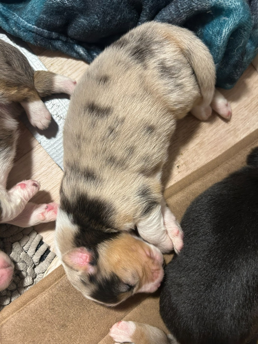 De La Vallée Champsaurine - Chiots disponibles - Berger Australien