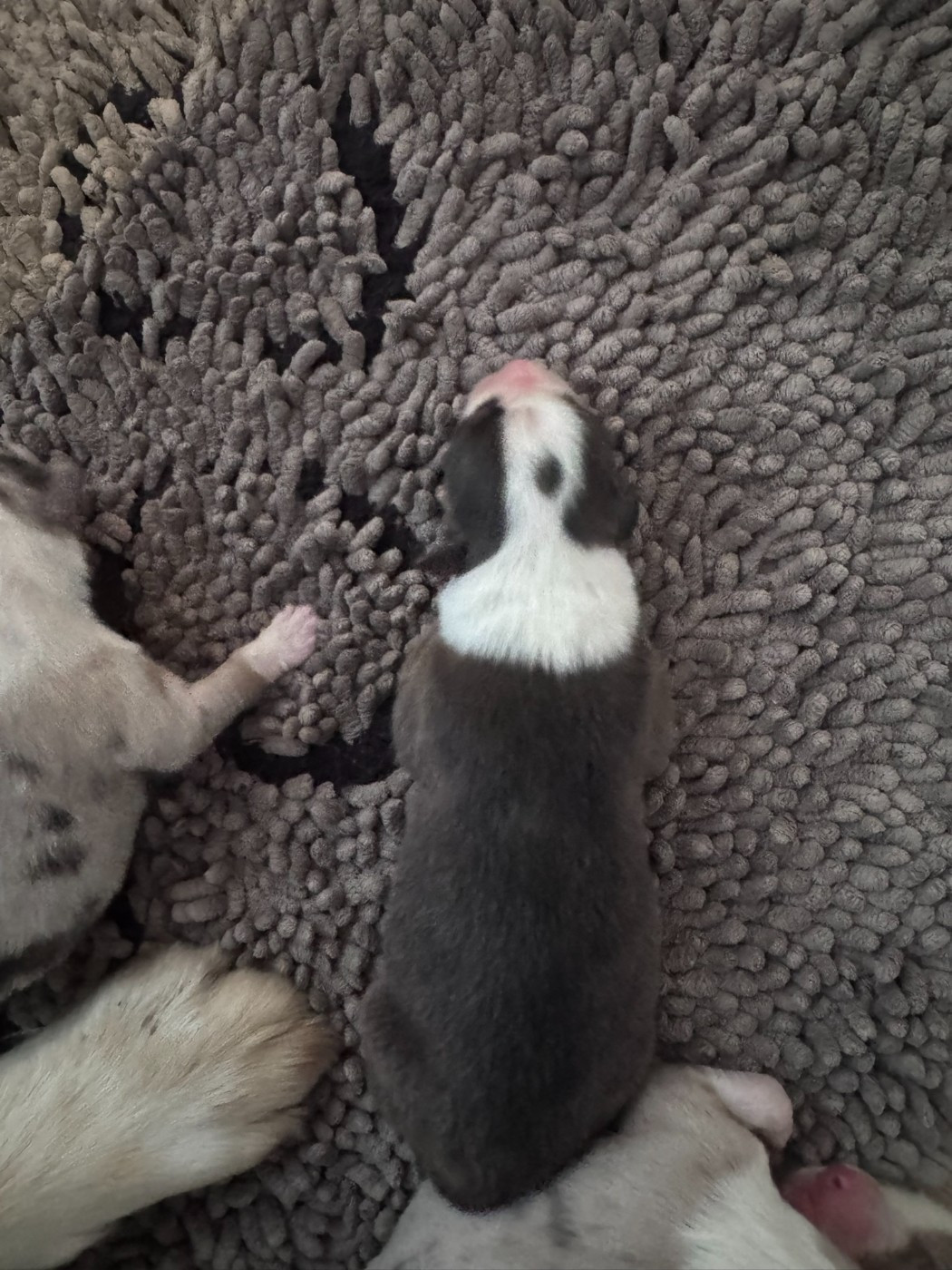 De La Vallée Champsaurine - Chiots disponibles - Berger Australien