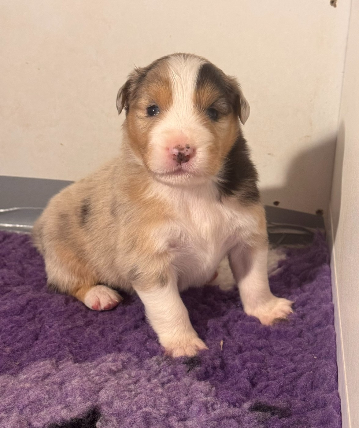 De La Vallée Champsaurine - Chiots disponibles - Berger Australien