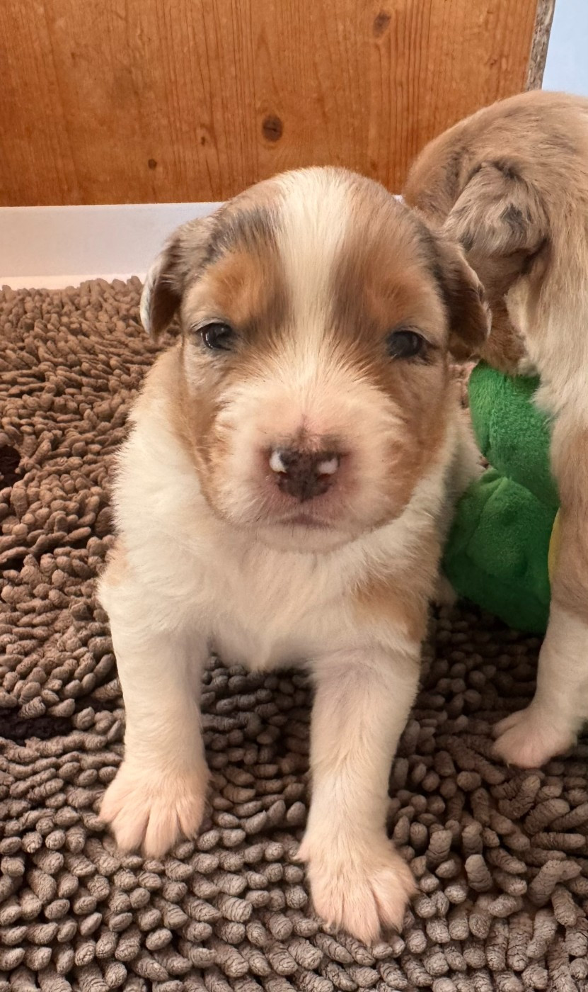 De La Vallée Champsaurine - Chiots disponibles - Berger Australien