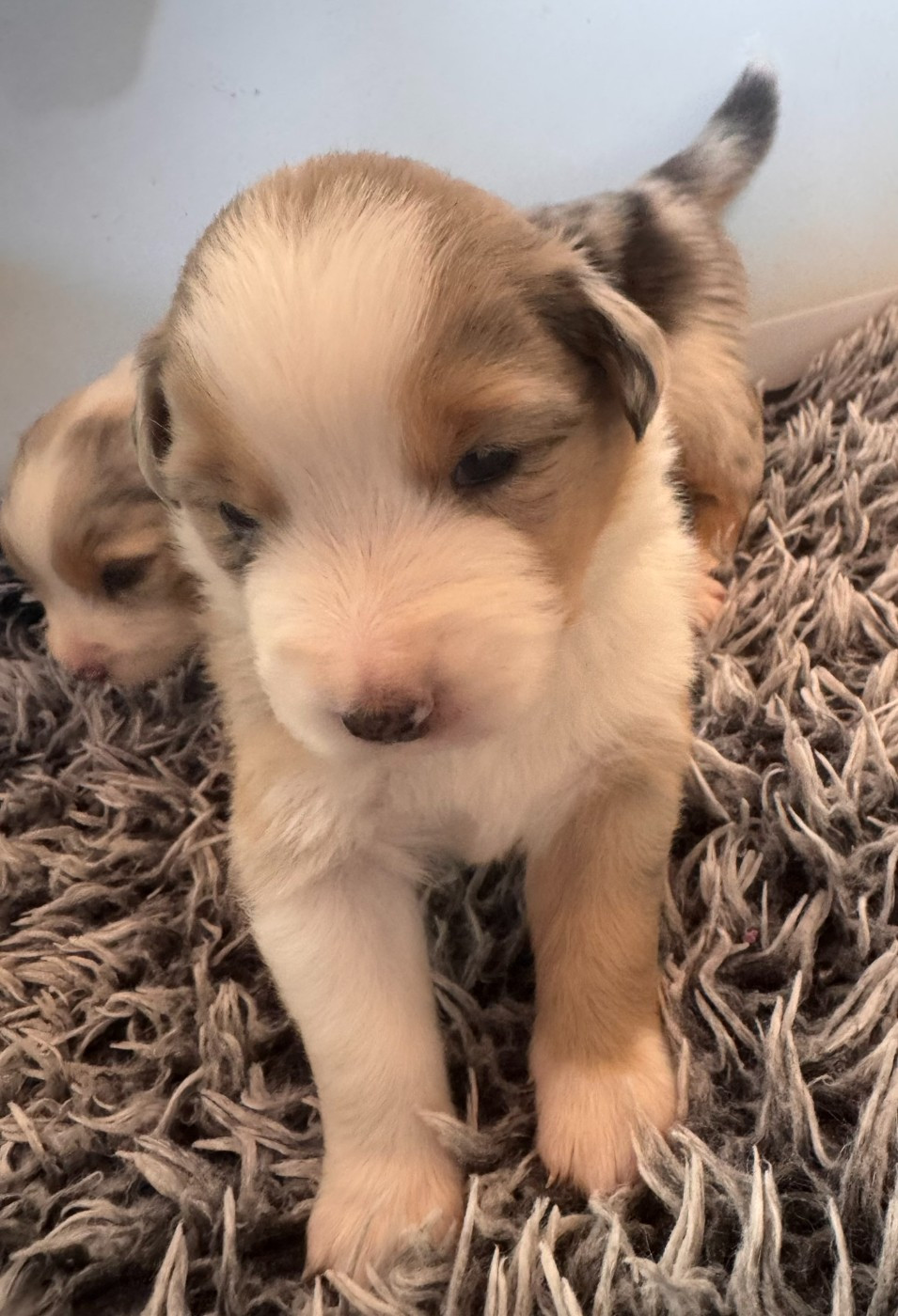 De La Vallée Champsaurine - Chiots disponibles - Berger Australien