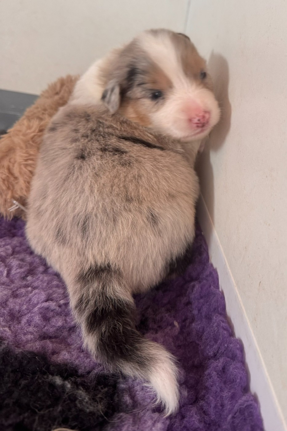 De La Vallée Champsaurine - Chiots disponibles - Berger Australien