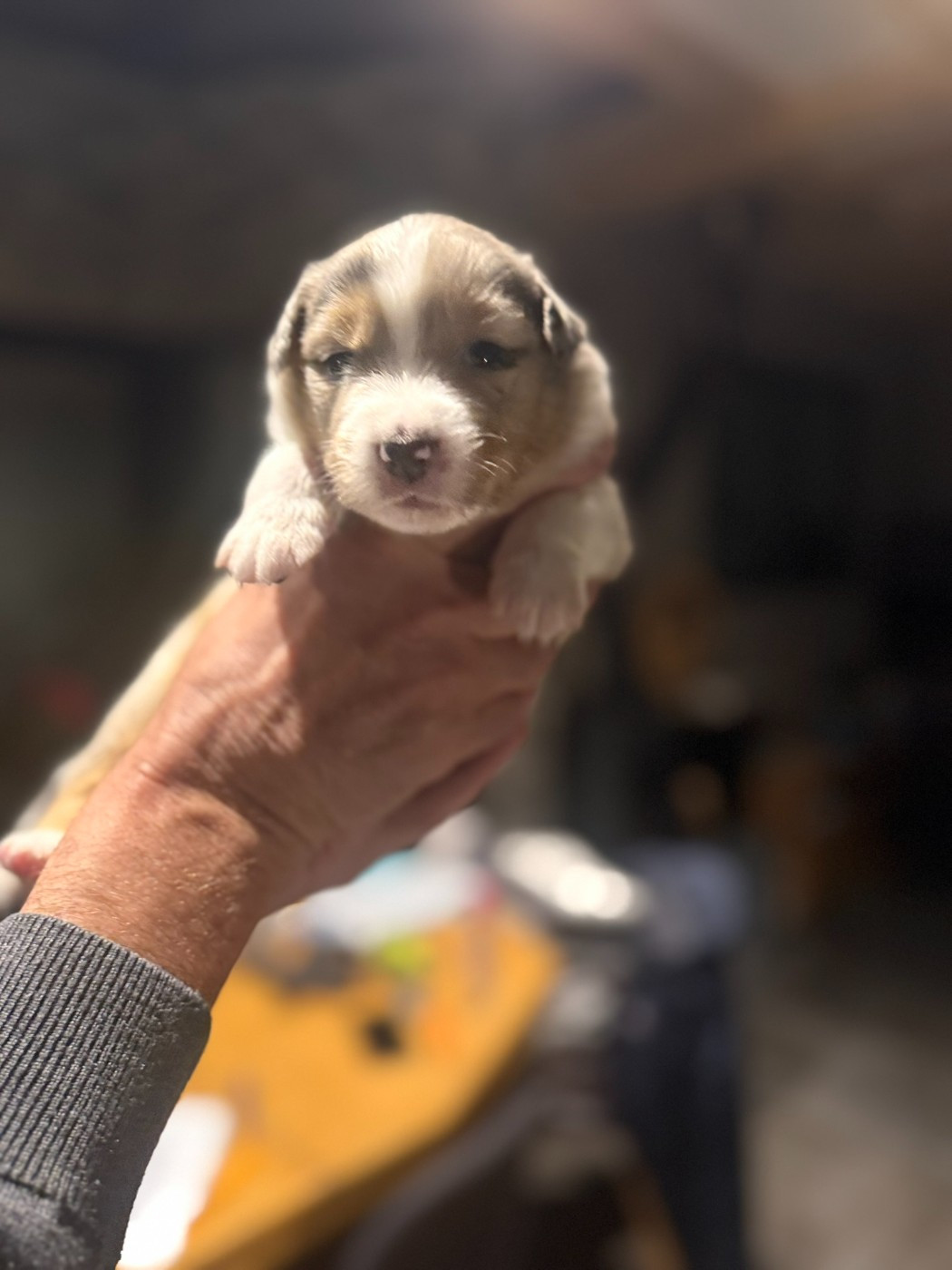 De La Vallée Champsaurine - Chiots disponibles - Berger Australien