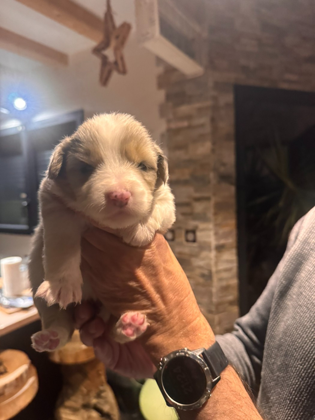 De La Vallée Champsaurine - Chiots disponibles - Berger Australien