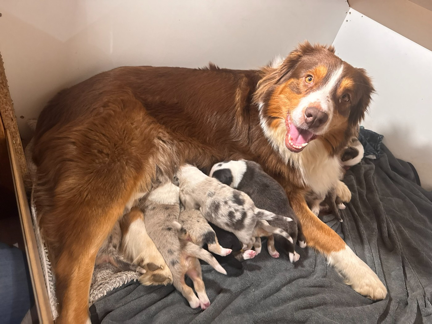 Chiot Berger Australien De La Vallée Champsaurine