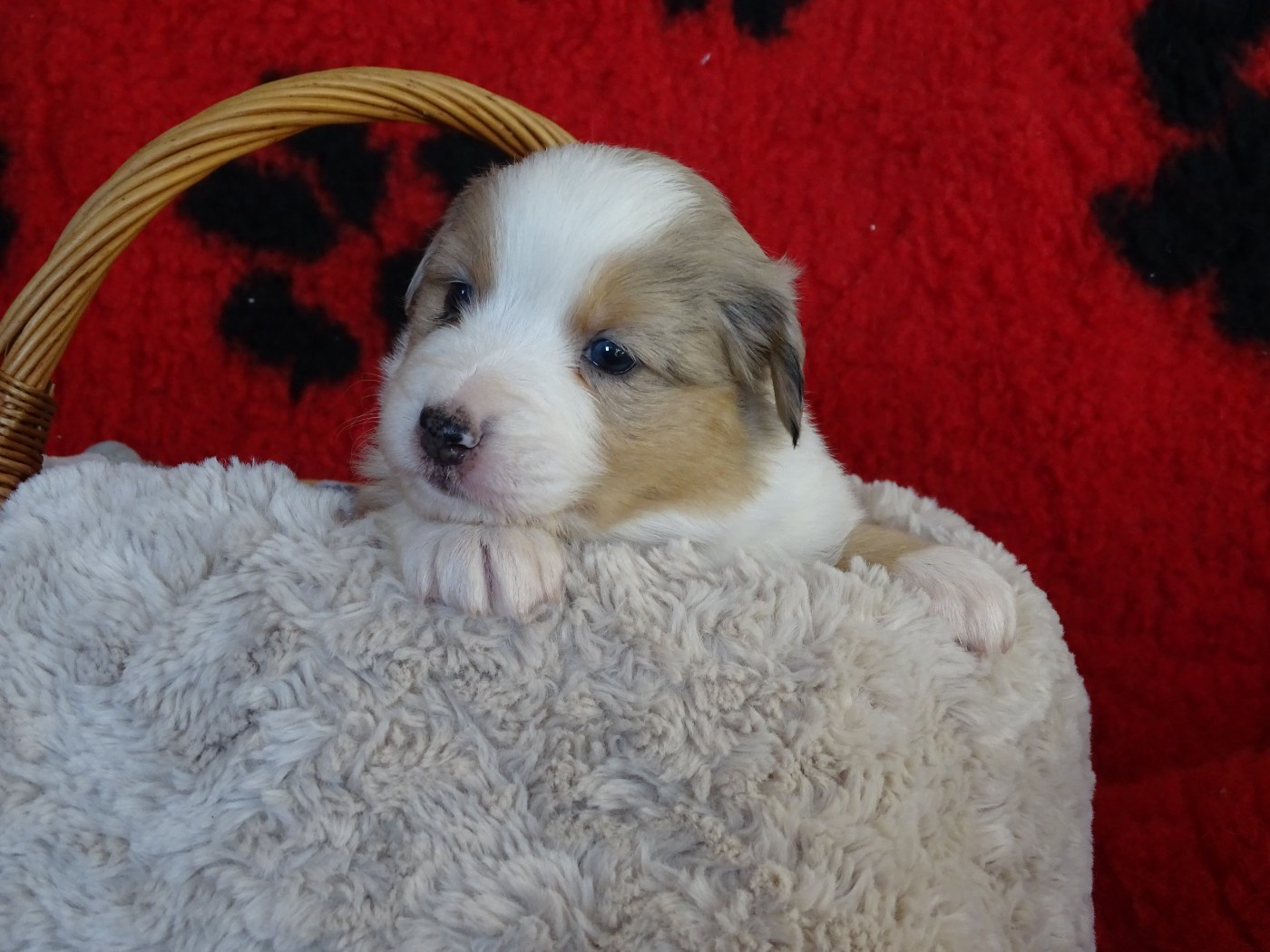 De La Vallée Champsaurine - Chiots disponibles - Berger Australien