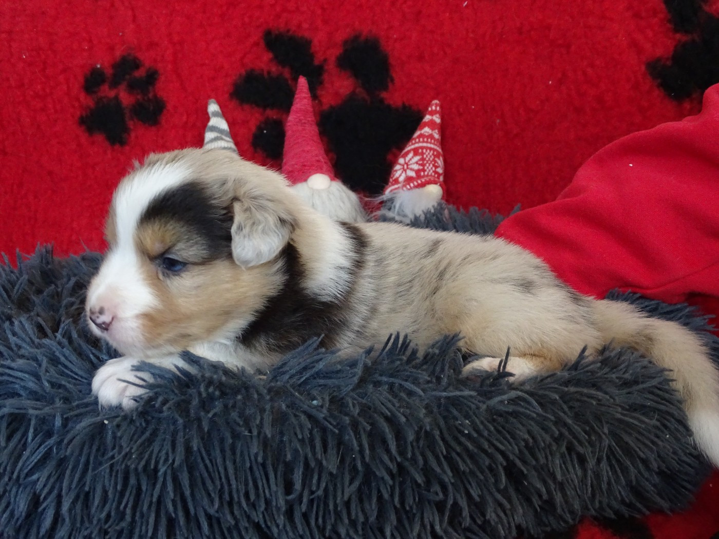 De La Vallée Champsaurine - Chiots disponibles - Berger Australien